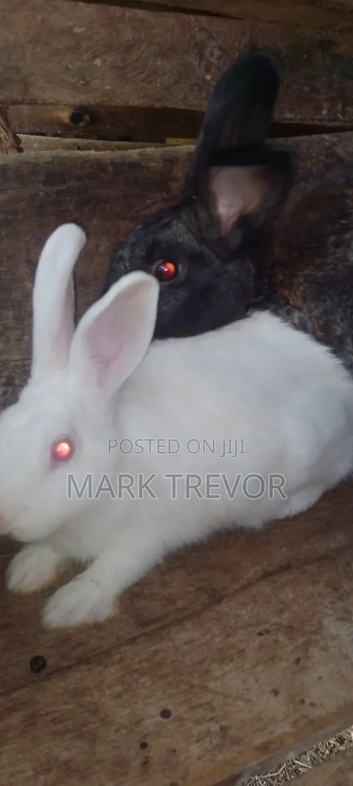 Best Rabbits Ug