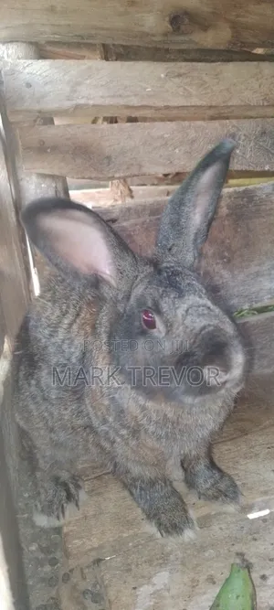 Best Rabbits Ug (American Chinchilla)