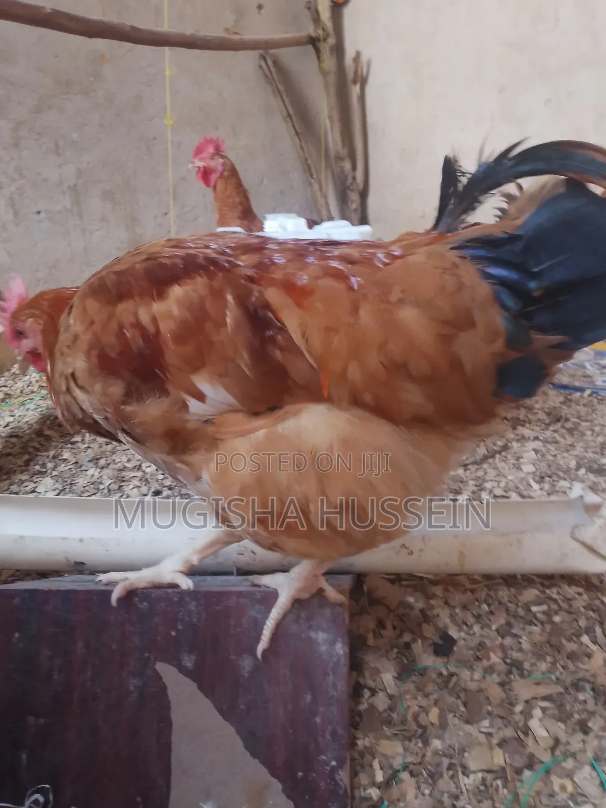 Organic Chicken