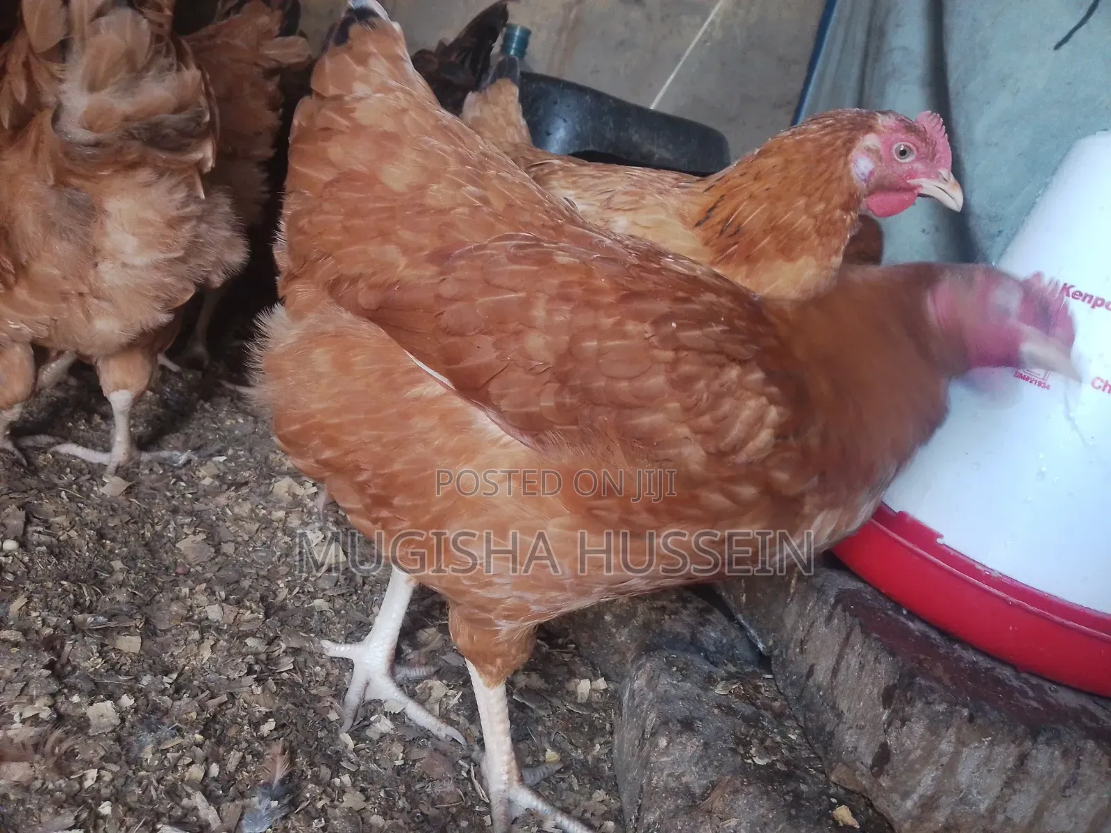 Organic Chicken