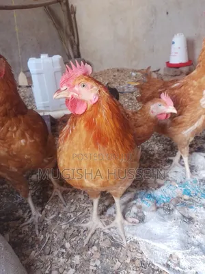 Organic Chicken