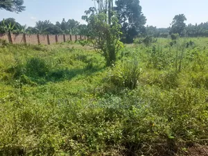 One Acre and Half Acre Title Location Busiika Kakoni All 155m