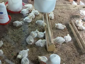 1 Month+ Broiler Chickens Available