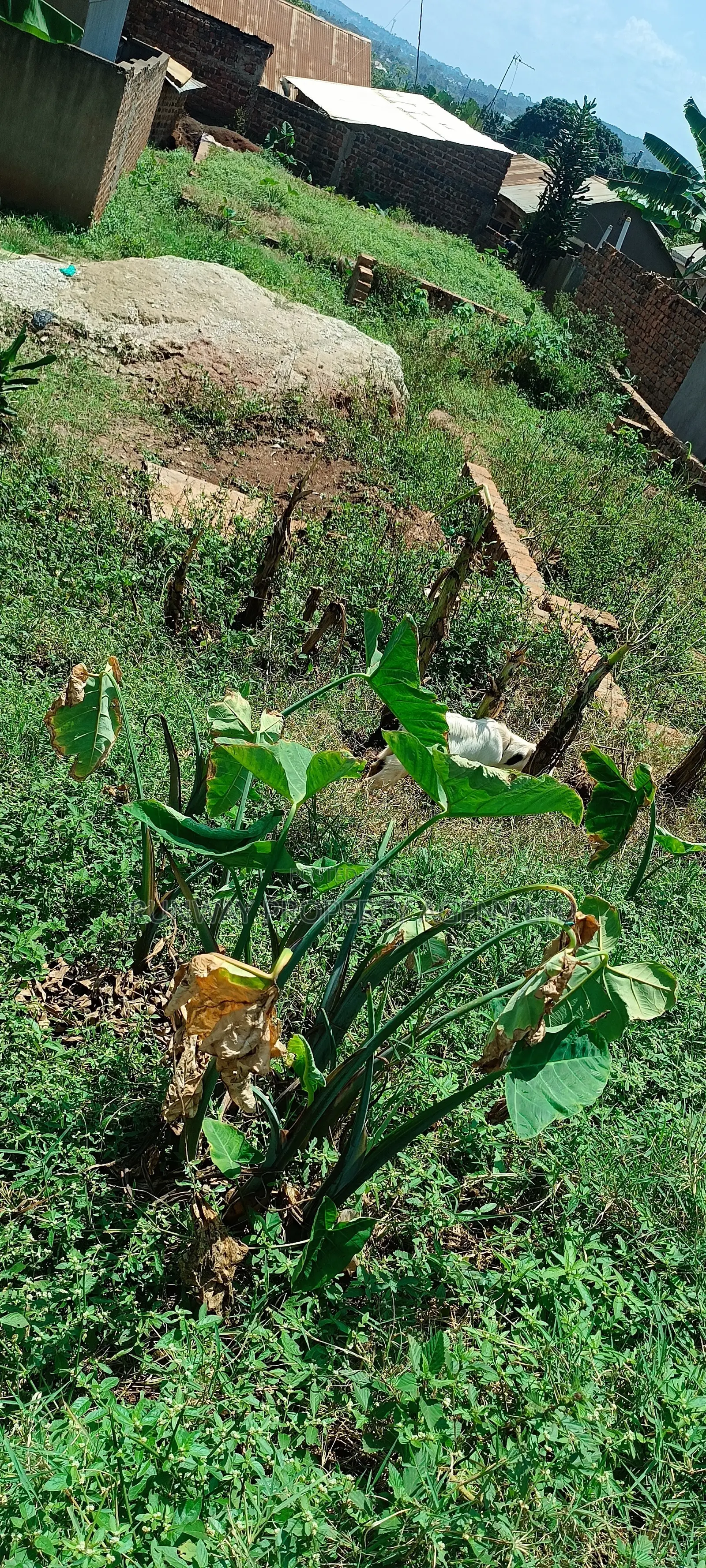 Plots for Sale