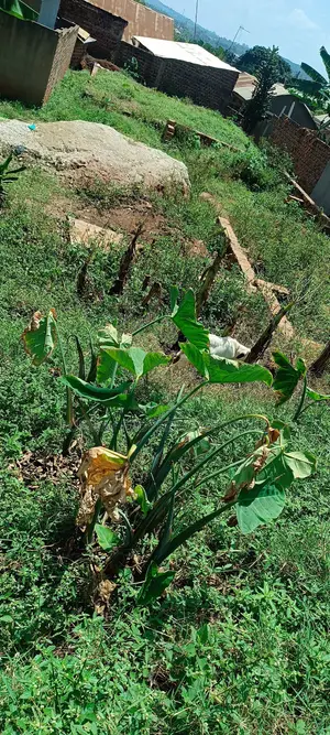 Plots for Sale