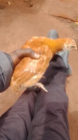 Chicks Saso Breeds