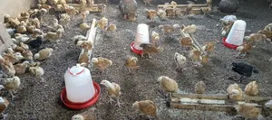 3 Weeks Old Chicks and One Month Chicks Available for Sale