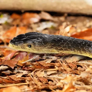 Realistic Fake Rubber Snake Toy| Pranks| Halloween| Garden Prop 132cm