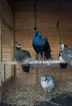 Peacock Birds