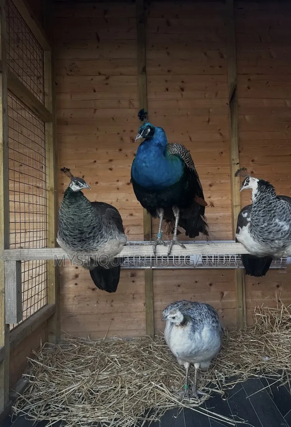 Peacock Birds