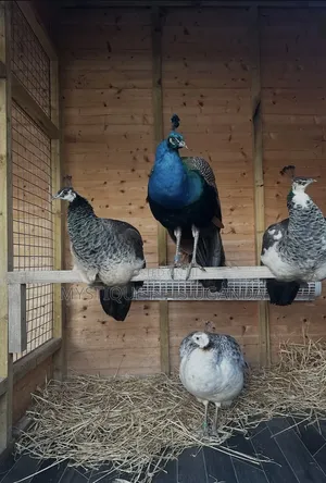 Peacock Birds