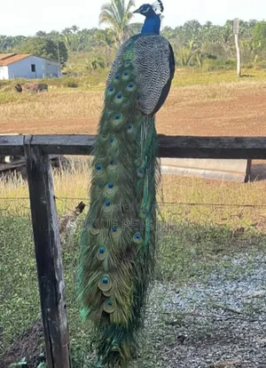 Peacock Birds