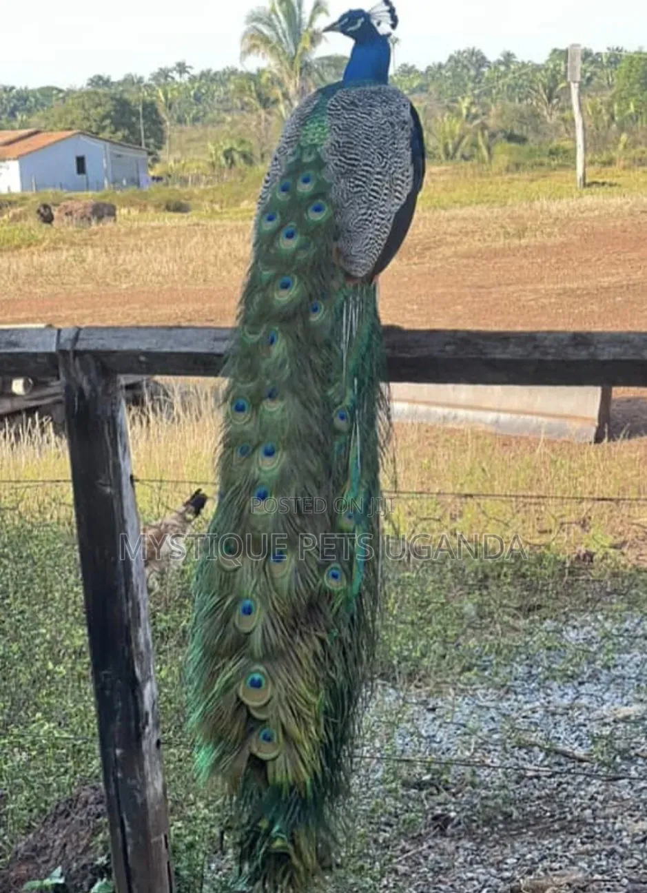 Peacock Birds