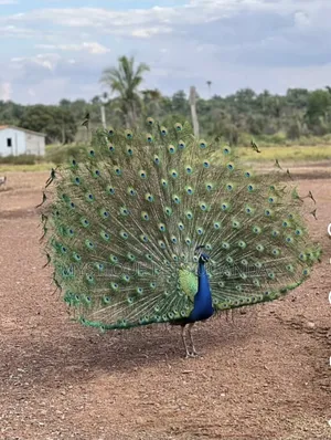 Peacock Birds