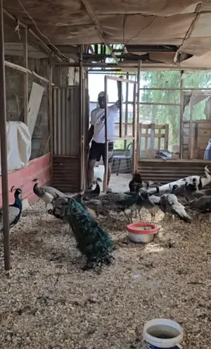 Peacock Birds