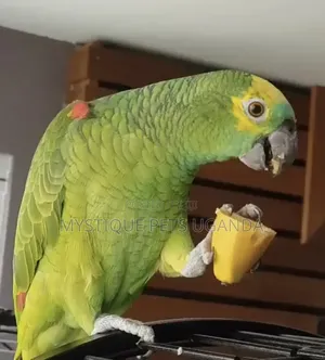 Big Parrots Breed