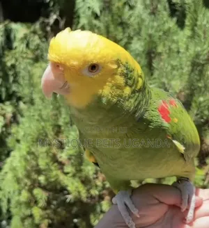 Big Parrots Breed