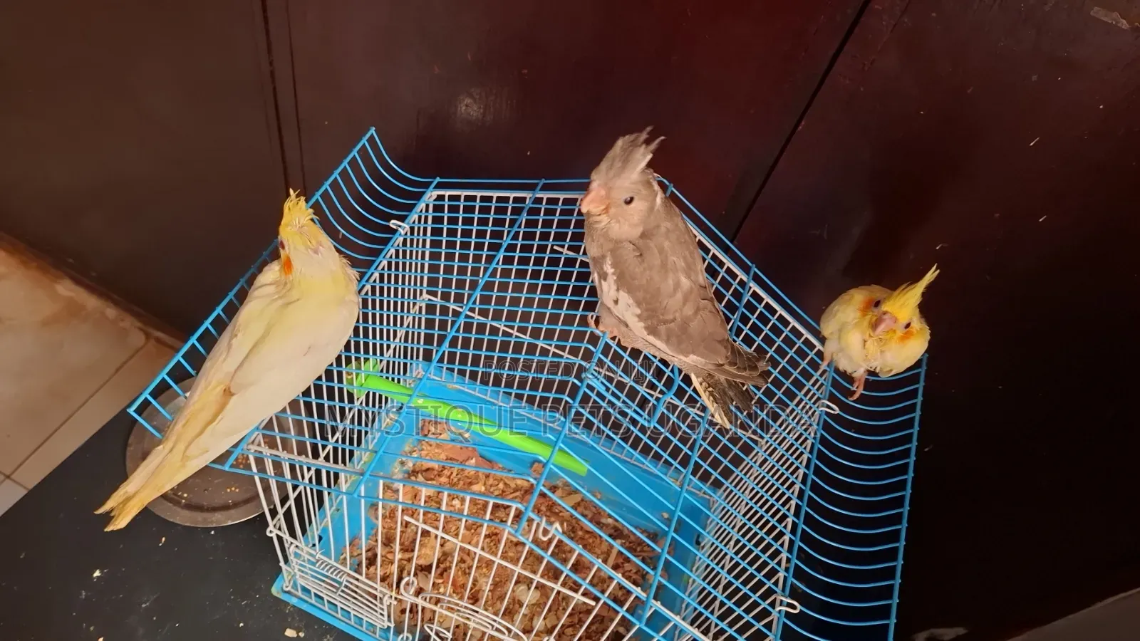 Baby Parrots