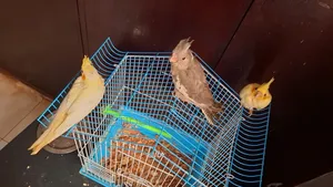 Baby Parrots