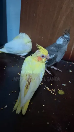 Baby Parrots