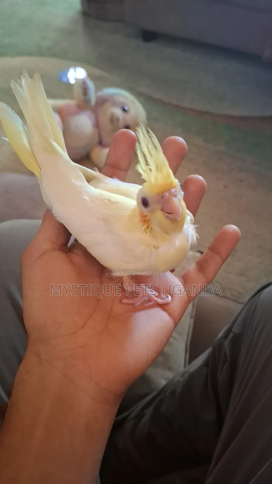 Baby Parrots