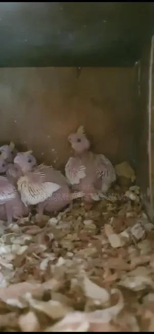 Baby Parrots