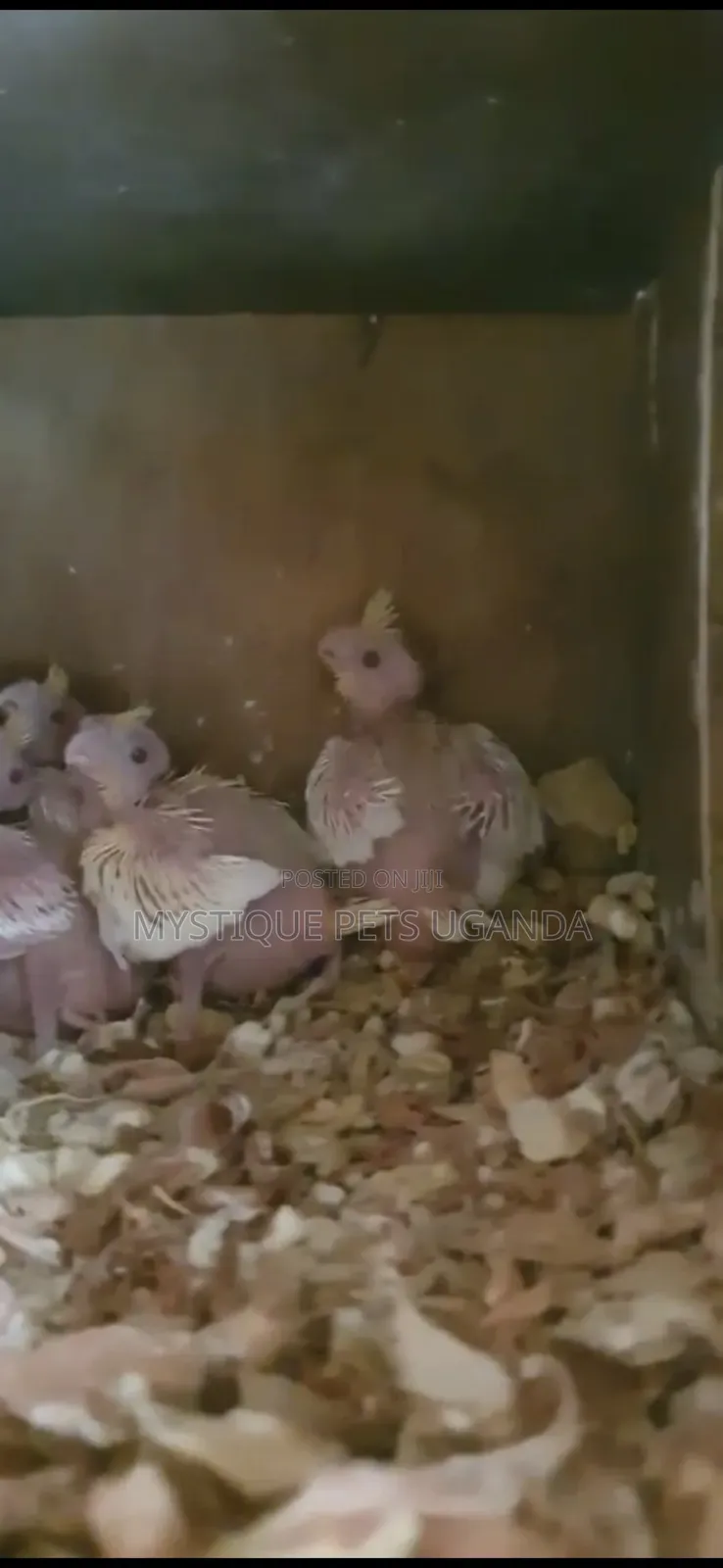 Baby Parrots