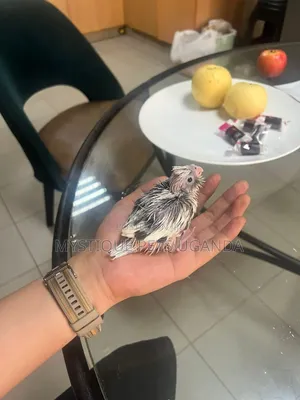 Baby Parrots