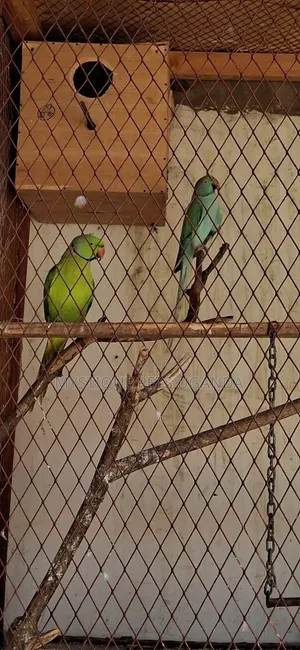 Ringneck Parrots
