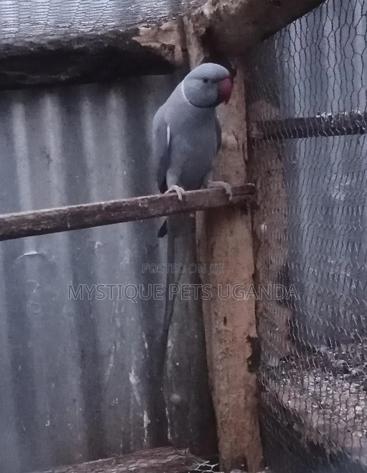 Ringneck Parrots