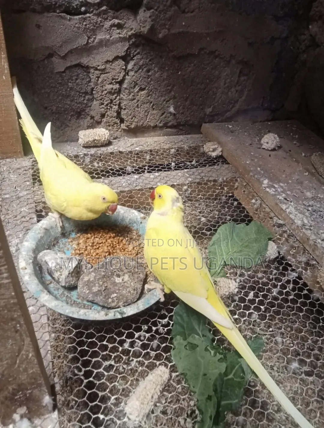 Ringneck Parrots