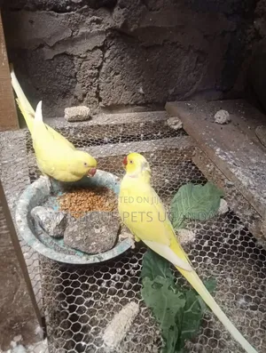 Ringneck Parrots