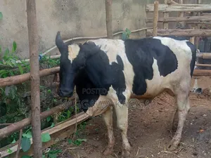 It's a Bull Cow