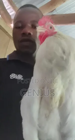 Quick Sale of Local Chicken