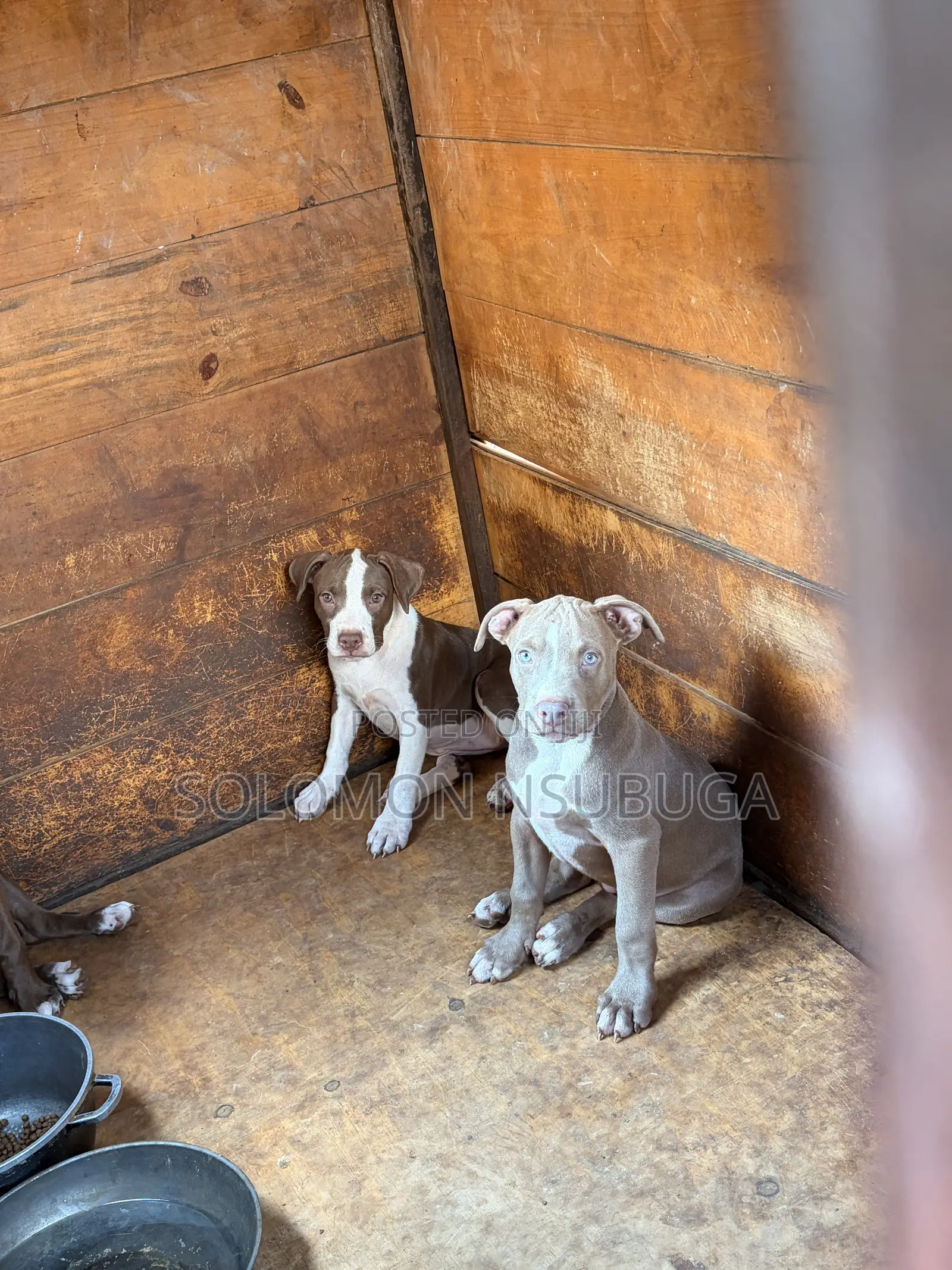 1-3 months Male Purebred American Pit Bull Terrier