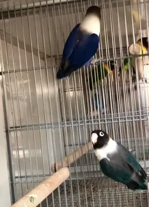 Blue Lovebirds