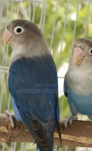 Blue Lovebirds
