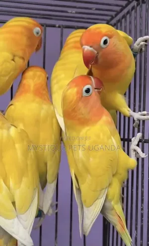 Yellow and Orange Lovebirds
