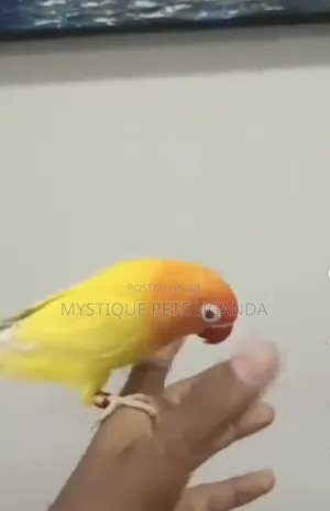 Yellow and Orange Lovebirds