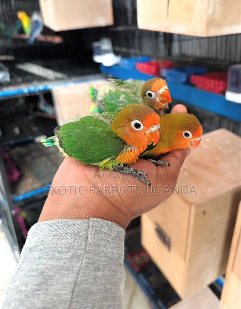 Cockatiels
