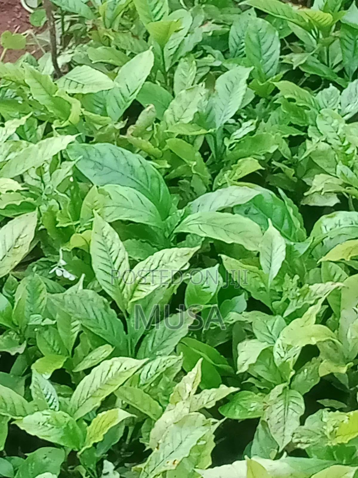 Coffee Seedlings