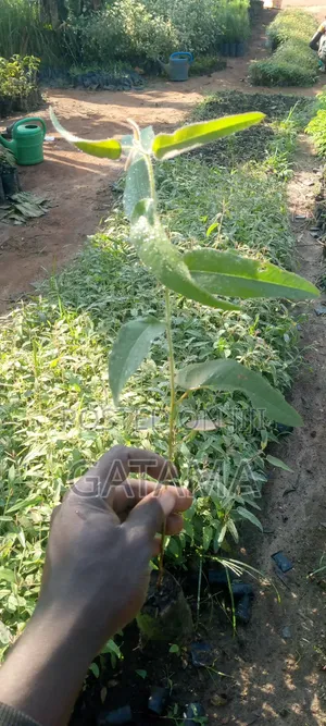 Lemon Eucalyptus