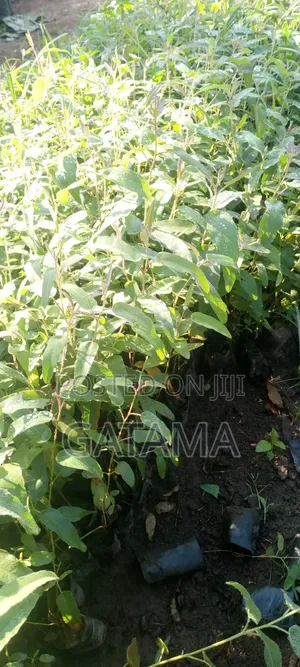 Lemon Eucalyptus