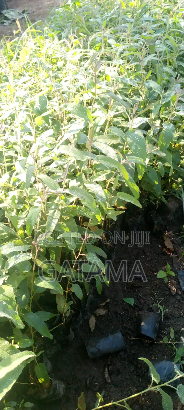 Lemon Eucalyptus