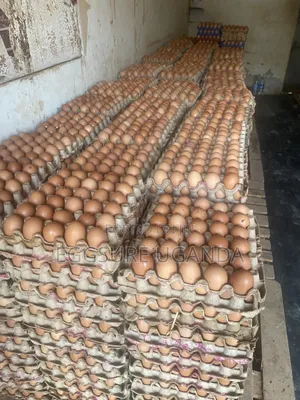 Eggs Delivery