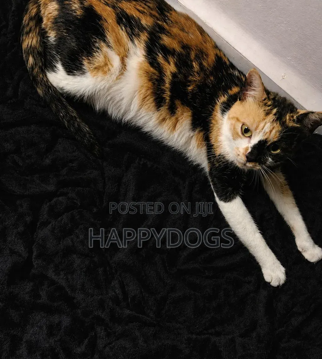 6-12 months Male Mixed Breed Cat