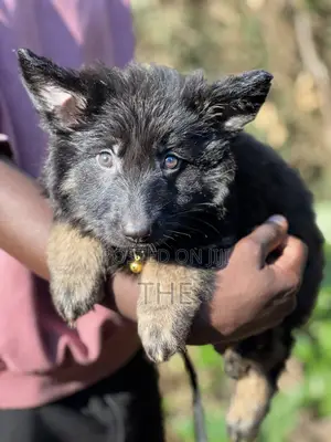 1-3 months Male Purebred German Shepherd
