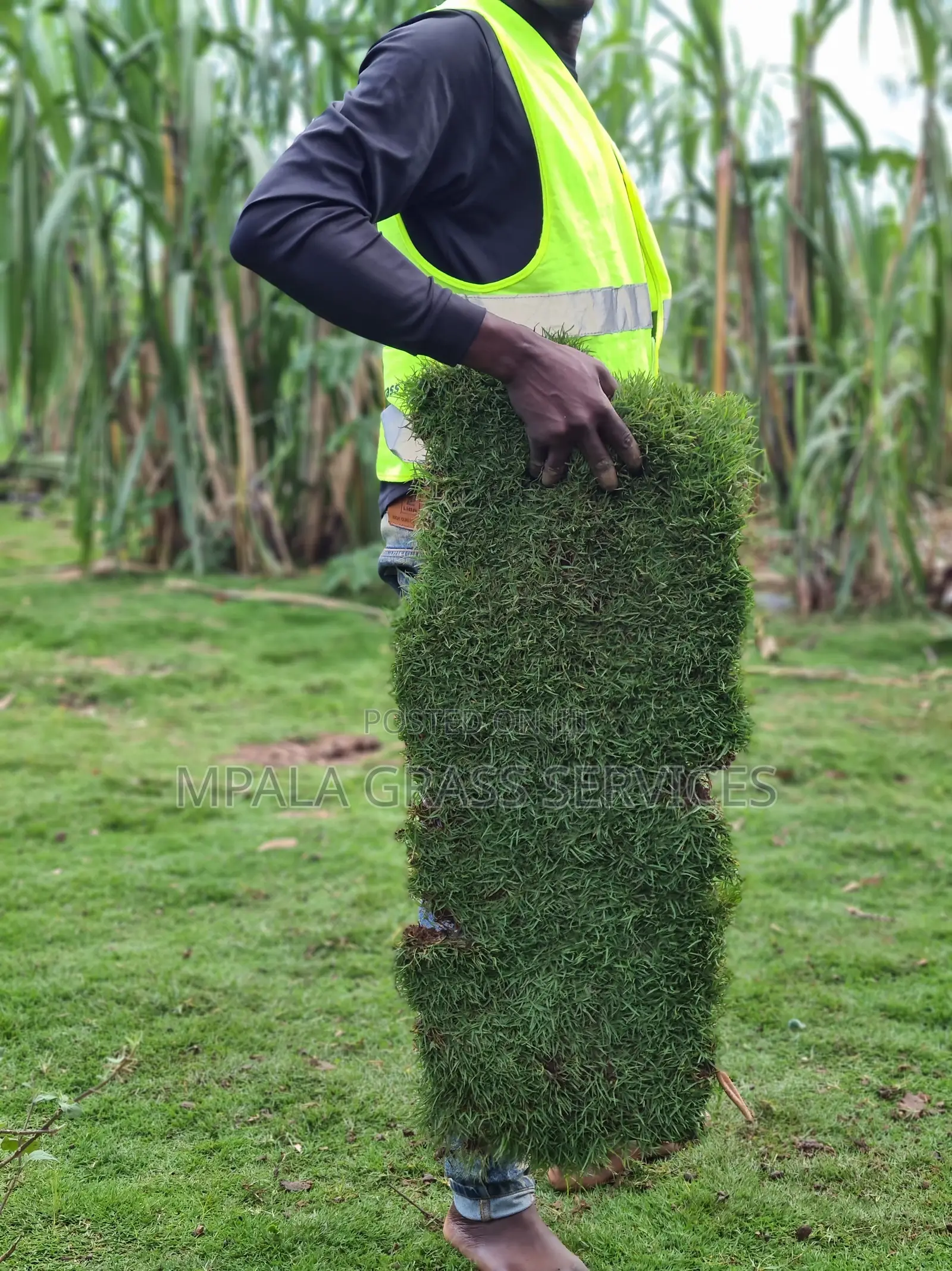 Bermuda Carpet Grass