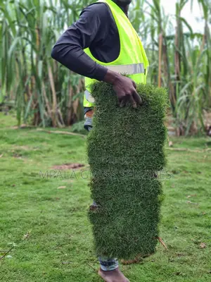 Bermuda Carpet Grass