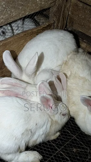 New Zealand White Rabbits